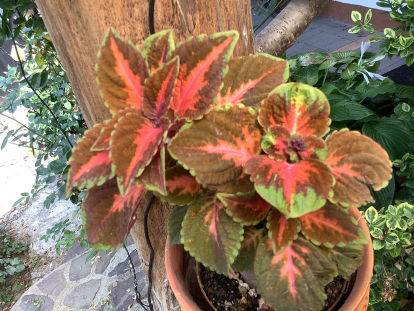  - Coleus Urzicuță