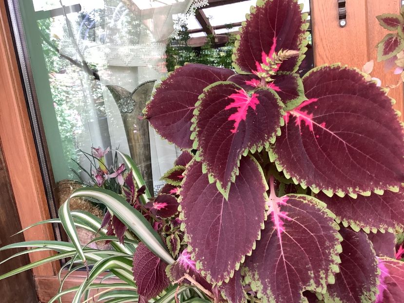  - Coleus Urzicuță