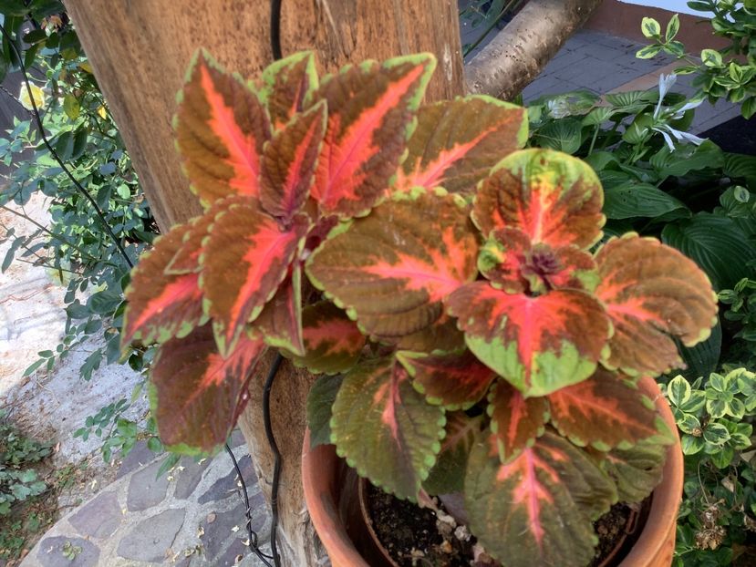  - Coleus Urzicuță