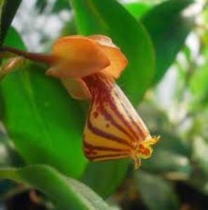 Poza net - N Nematanthus