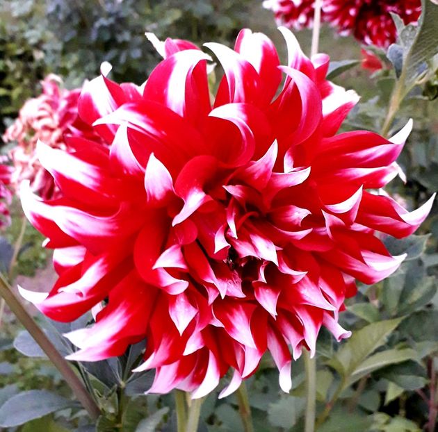  - AAAA_DALII 2015_2017_2018_2019_2020_2023