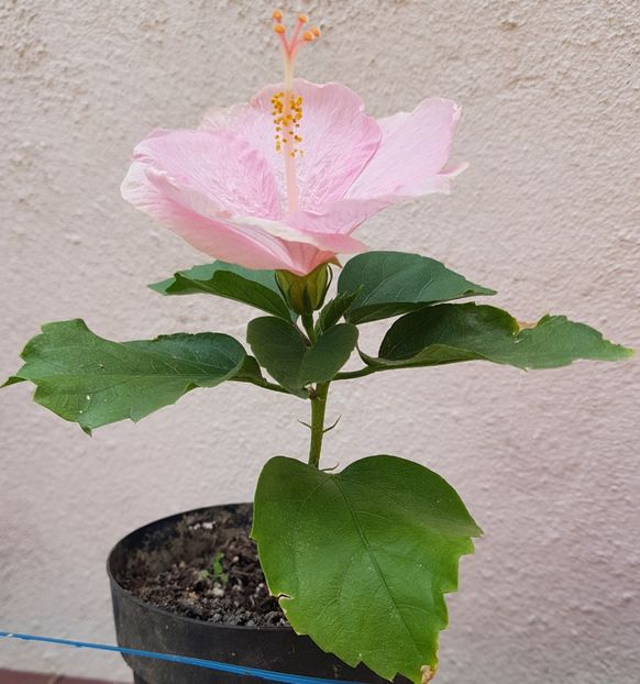  - 1-2 HIBISCUS