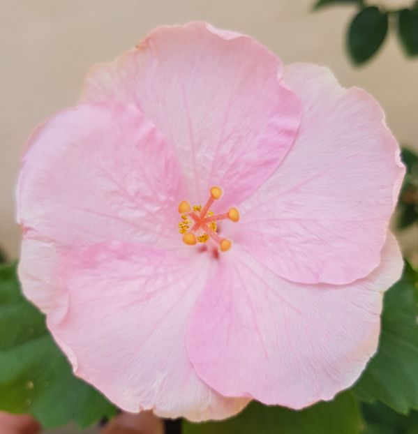  - 1-2 HIBISCUS