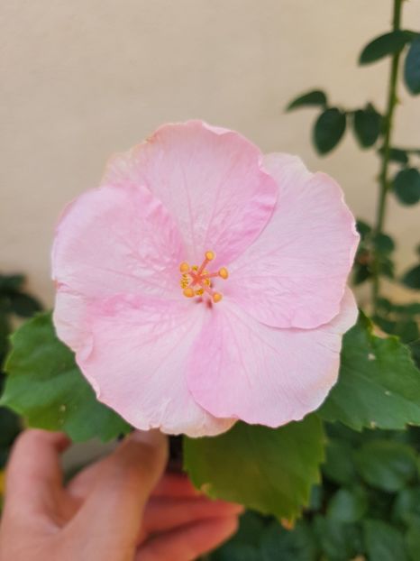  - 1-2 HIBISCUS