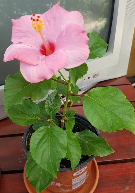  - 1-2 HIBISCUS