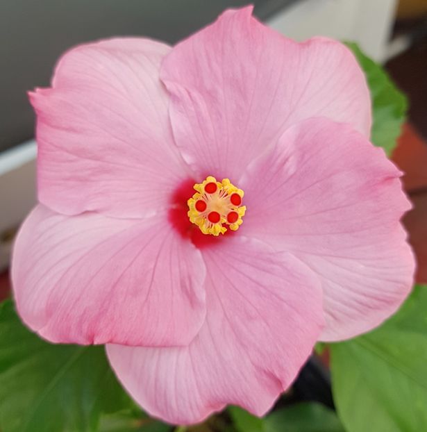  - 1-2 HIBISCUS