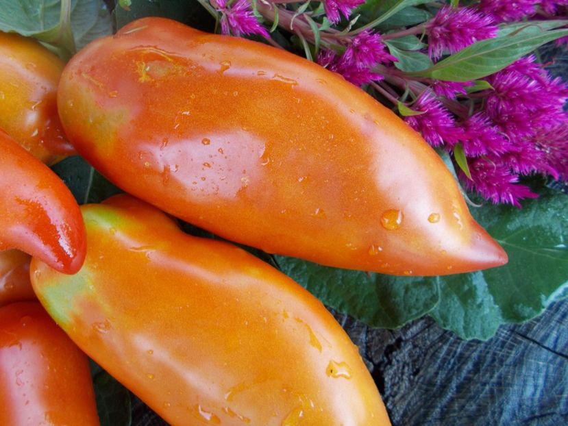  - SEMINTE ROSII - T 302 SAINT JEAN D ANGELY