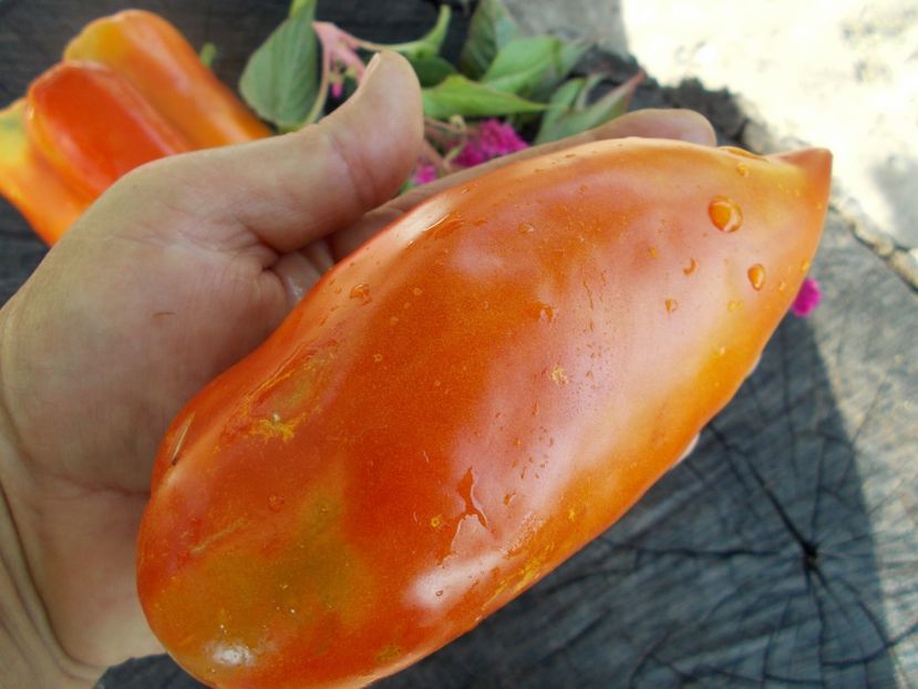  - SEMINTE ROSII - T 302 SAINT JEAN D ANGELY