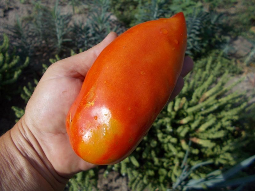  - SEMINTE ROSII - T 302 SAINT JEAN D ANGELY