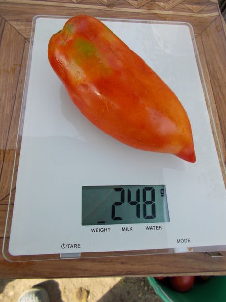  - SEMINTE ROSII - T 302 SAINT JEAN D ANGELY