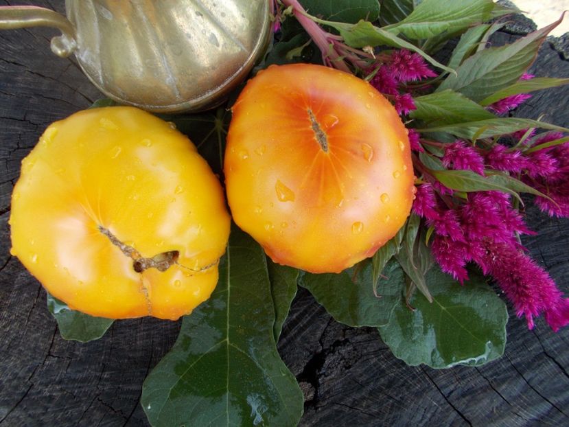  - SEMINTE ROSII - T 388 CANDY STRIPE