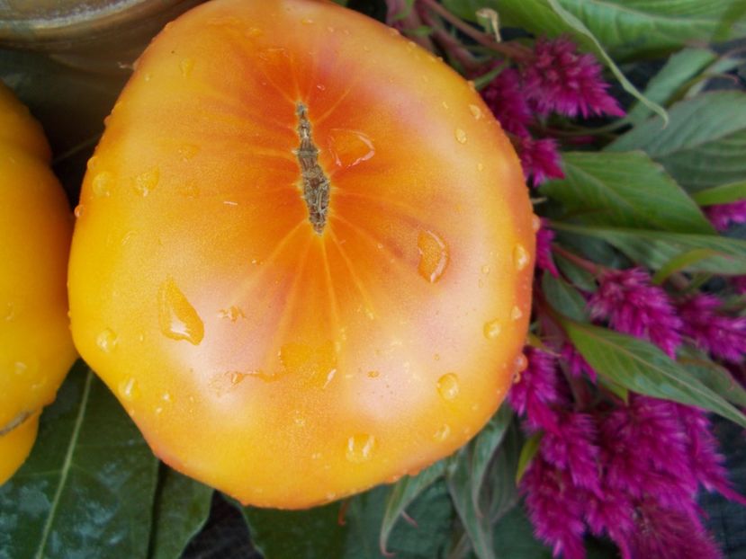  - SEMINTE ROSII - T 388 CANDY STRIPE