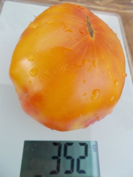  - SEMINTE ROSII - T 388 CANDY STRIPE