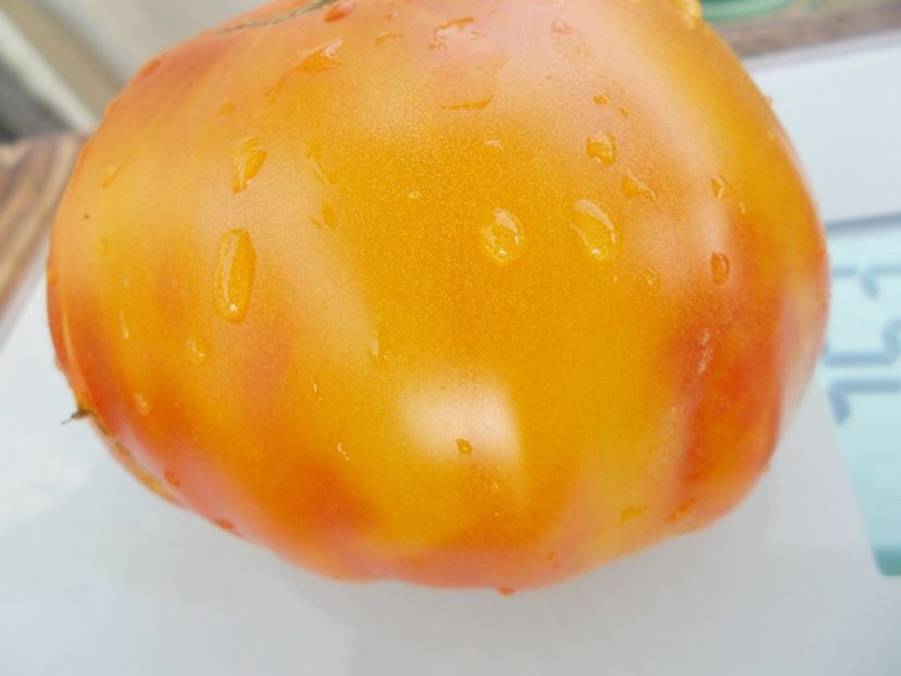  - SEMINTE ROSII - T 388 CANDY STRIPE