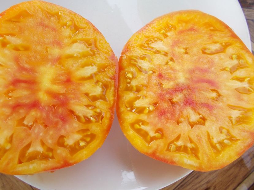  - SEMINTE ROSII - T 388 CANDY STRIPE