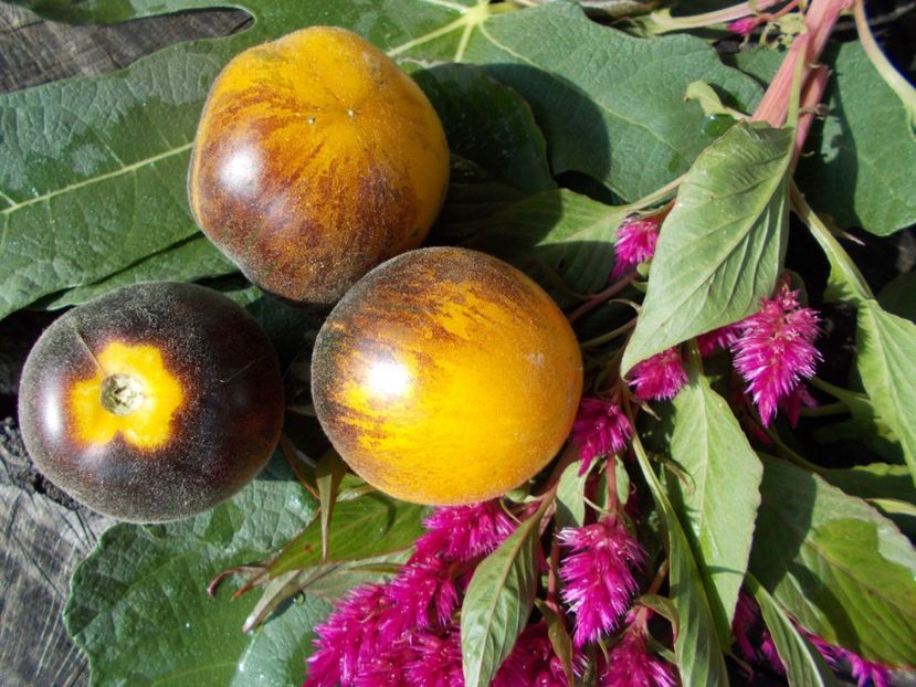  - SEMINTE ROSII - T 327 PRIMARY COLORS ANGORA