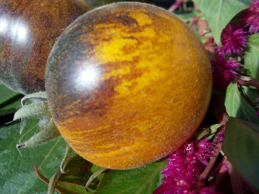  - SEMINTE ROSII - T 327 PRIMARY COLORS ANGORA