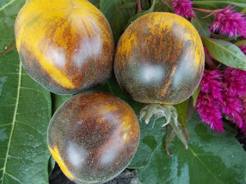  - SEMINTE ROSII - T 327 PRIMARY COLORS ANGORA