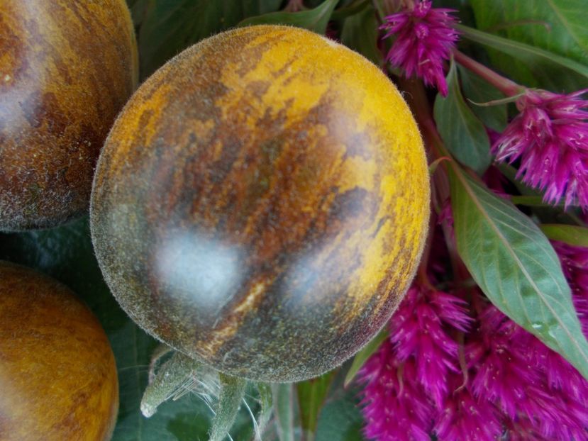  - SEMINTE ROSII - T 327 PRIMARY COLORS ANGORA