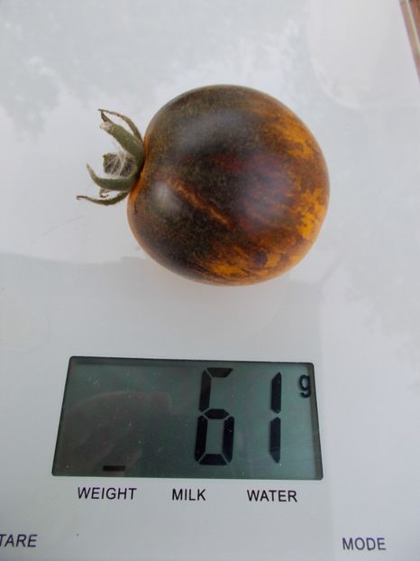  - SEMINTE ROSII - T 327 PRIMARY COLORS ANGORA