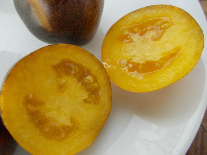  - SEMINTE ROSII - T 327 PRIMARY COLORS ANGORA