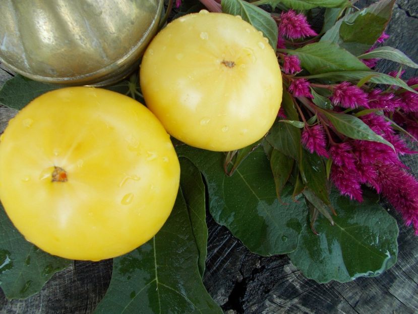  - Z SEMINTE ROSII - T 285 GRANDMA JOSIE AMISH WHITE