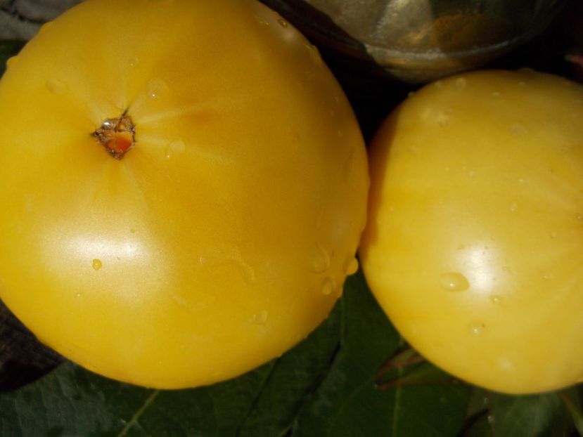  - Z SEMINTE ROSII - T 285 GRANDMA JOSIE AMISH WHITE