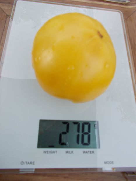  - Z SEMINTE ROSII - T 285 GRANDMA JOSIE AMISH WHITE