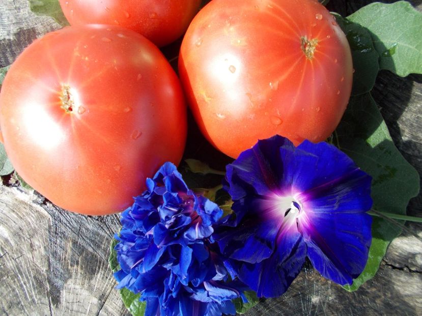  - SEMINTE ROSII - T 449 WANDA S POTATO POT