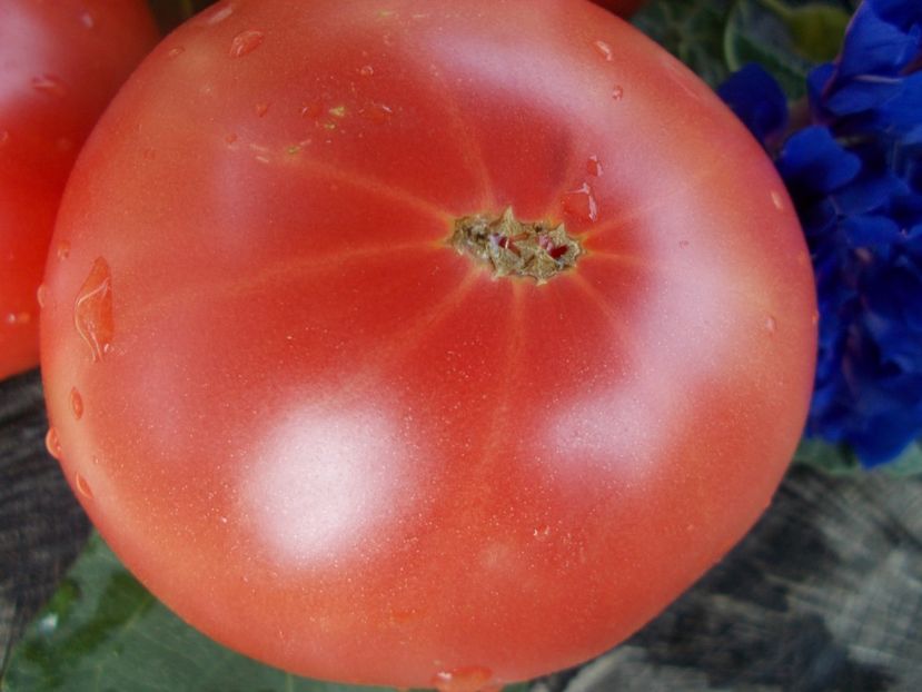  - SEMINTE ROSII - T 449 WANDA S POTATO POT