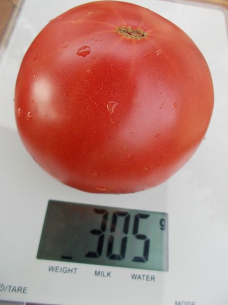  - SEMINTE ROSII - T 449 WANDA S POTATO POT