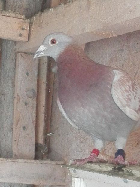 Femela 2017 - Tartu 2019