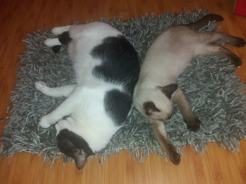  - Pisicii mei august 2019