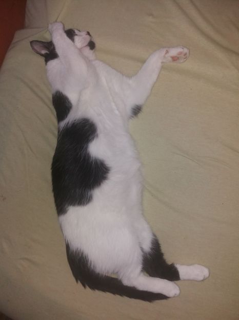  - Pisicii mei august 2019