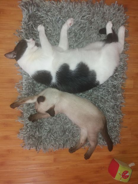  - Pisicii mei august 2019