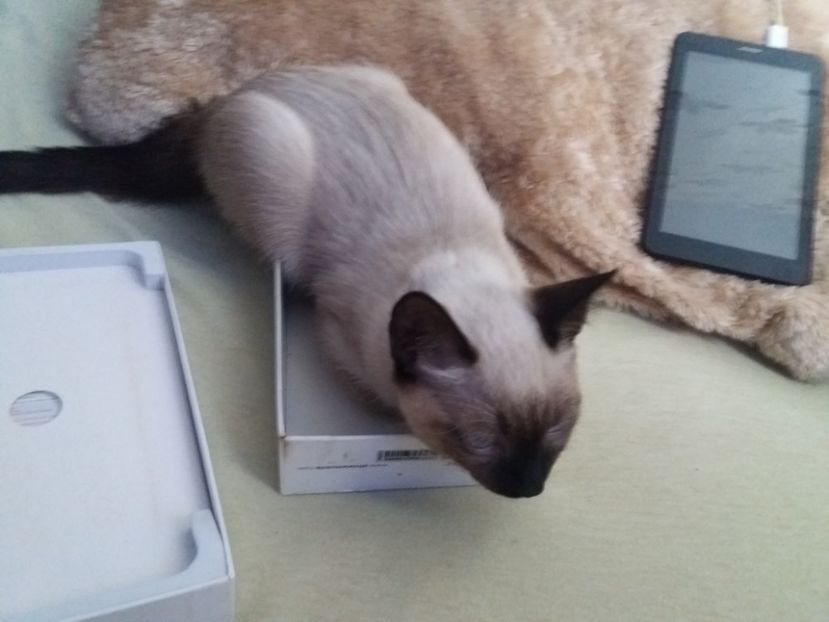  - Pisicii mei august 2019