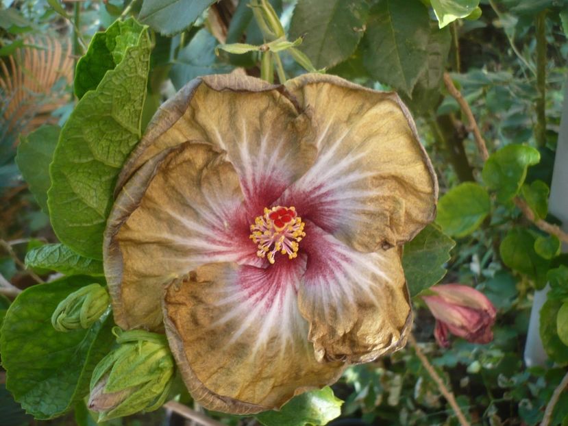 23.08.2019 - HIBISCUSI 2019-2