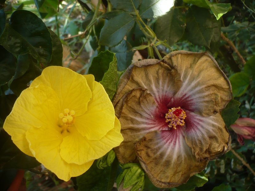 P1420682 - HIBISCUSI 2019-2