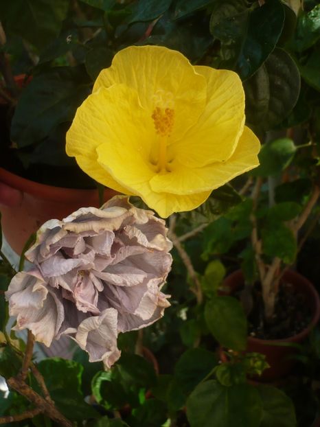 P1420685 - HIBISCUSI 2019-2