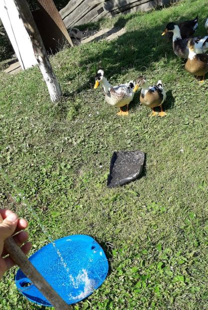 USER_SCOPED_TEMP_DATA_orca-image--2128515511 - A Rațe comune - romanești