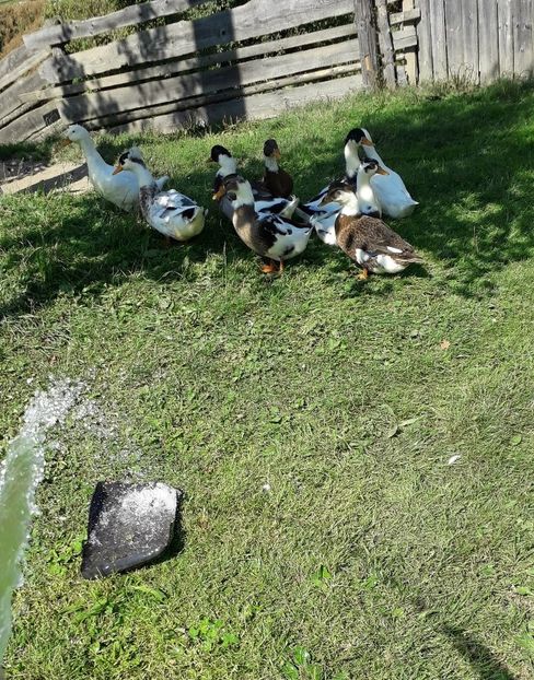 USER_SCOPED_TEMP_DATA_orca-image--554336623 - A Rațe comune - romanești