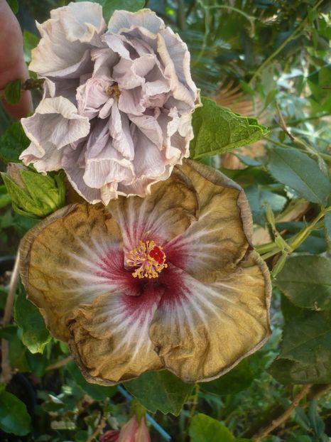 P1420686 - HIBISCUSI 2019-2