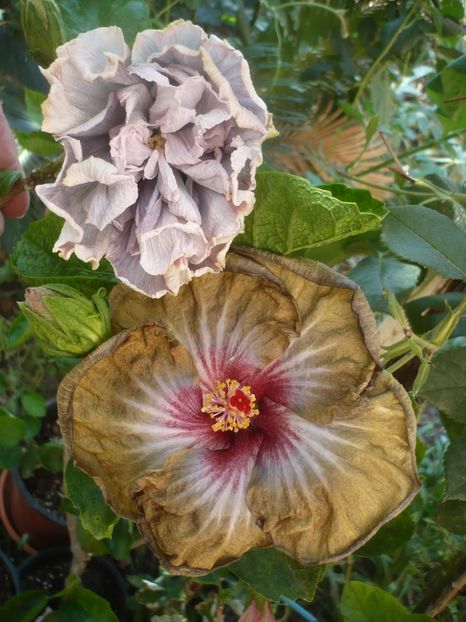 P1420689 - HIBISCUSI 2019-2