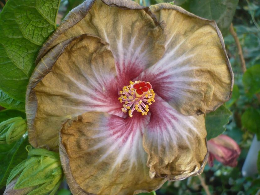 P1420680 - Russian Hot Chocolate