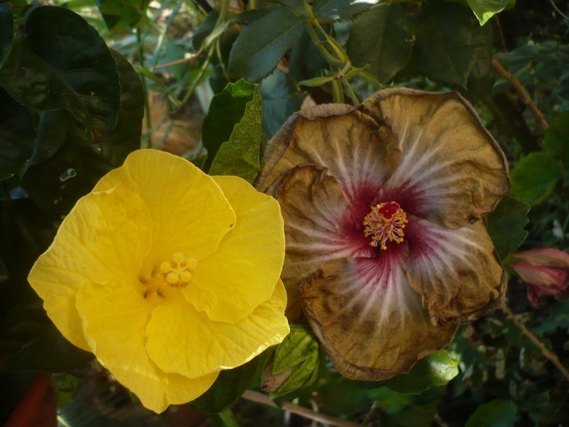 P1420681 - Russian Hot Chocolate