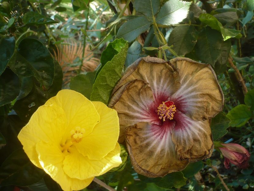 P1420683 - Russian Hot Chocolate