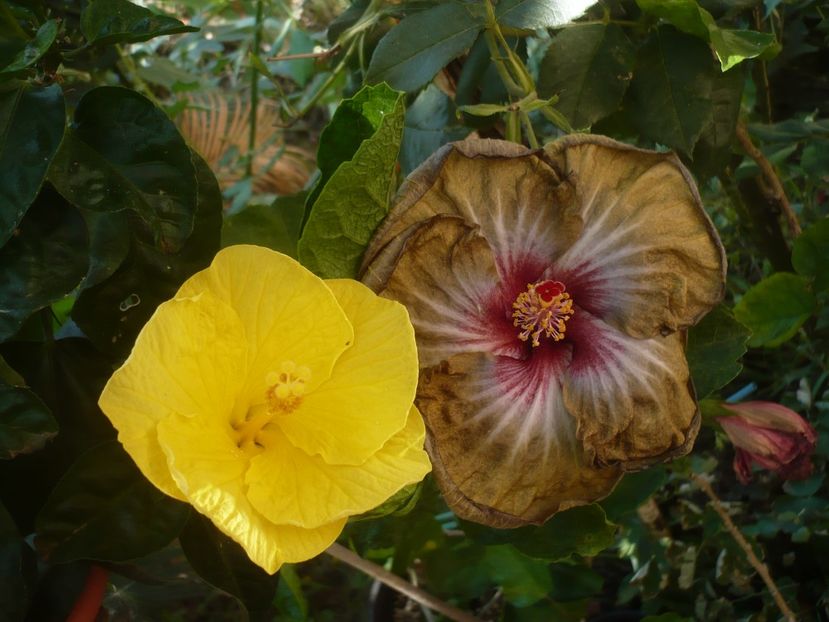 P1420684 - Russian Hot Chocolate