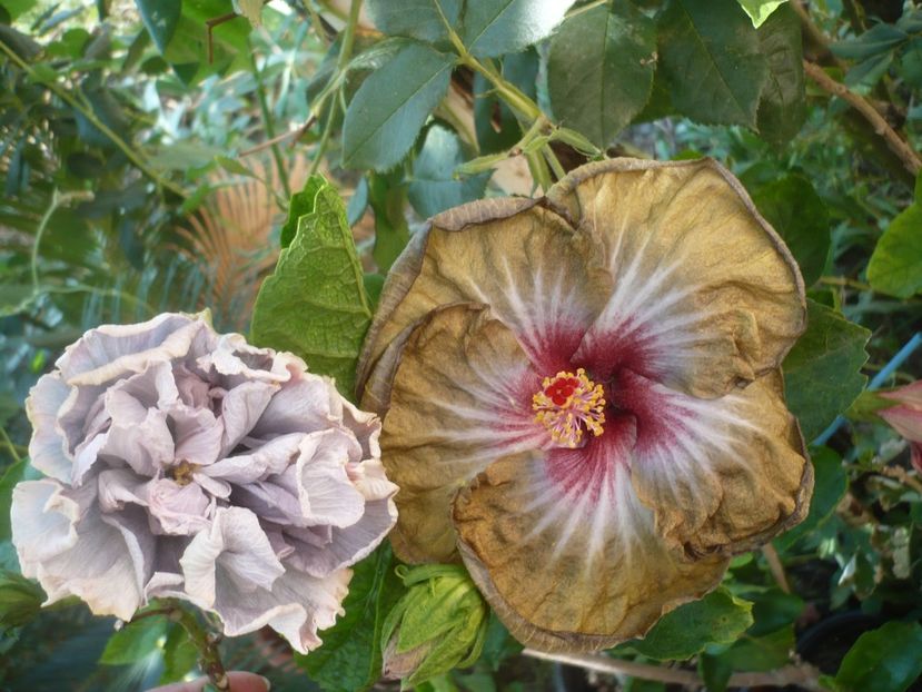 P1420687 - Russian Hot Chocolate