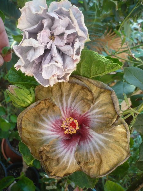 P1420688 - Russian Hot Chocolate