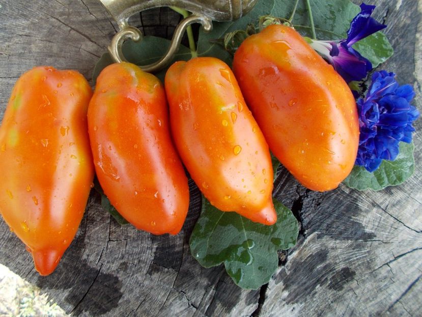  - SEMINTE ROSII - T 416 JERSEY DEVIL